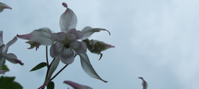 Blomster 12